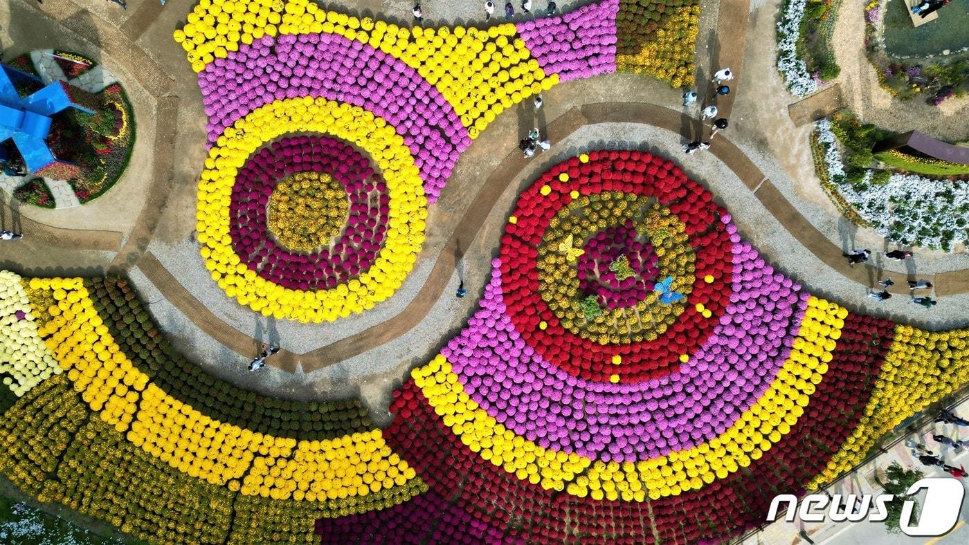 지난 7일 강원 인제군 용대관광지 일대서 열리고 있는 가을꽃 축제장에 꽃이 만개해 있다.&#40;인제군 제공&#41; 2023.10.8/뉴스1 ⓒ News1