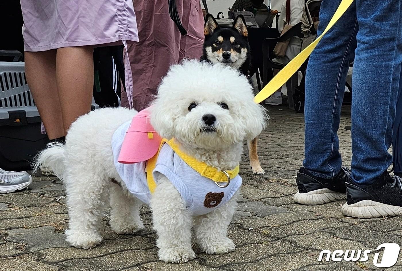 8일 서울 마포구 월드컵공원 평화광장에서 열린 서울 반려동물 한마당 축제에서 시민들과 반려동물들이 즐거운 시간을 보내고 있다. 2023.10.8/뉴스1 ⓒ News1 최서윤 기자