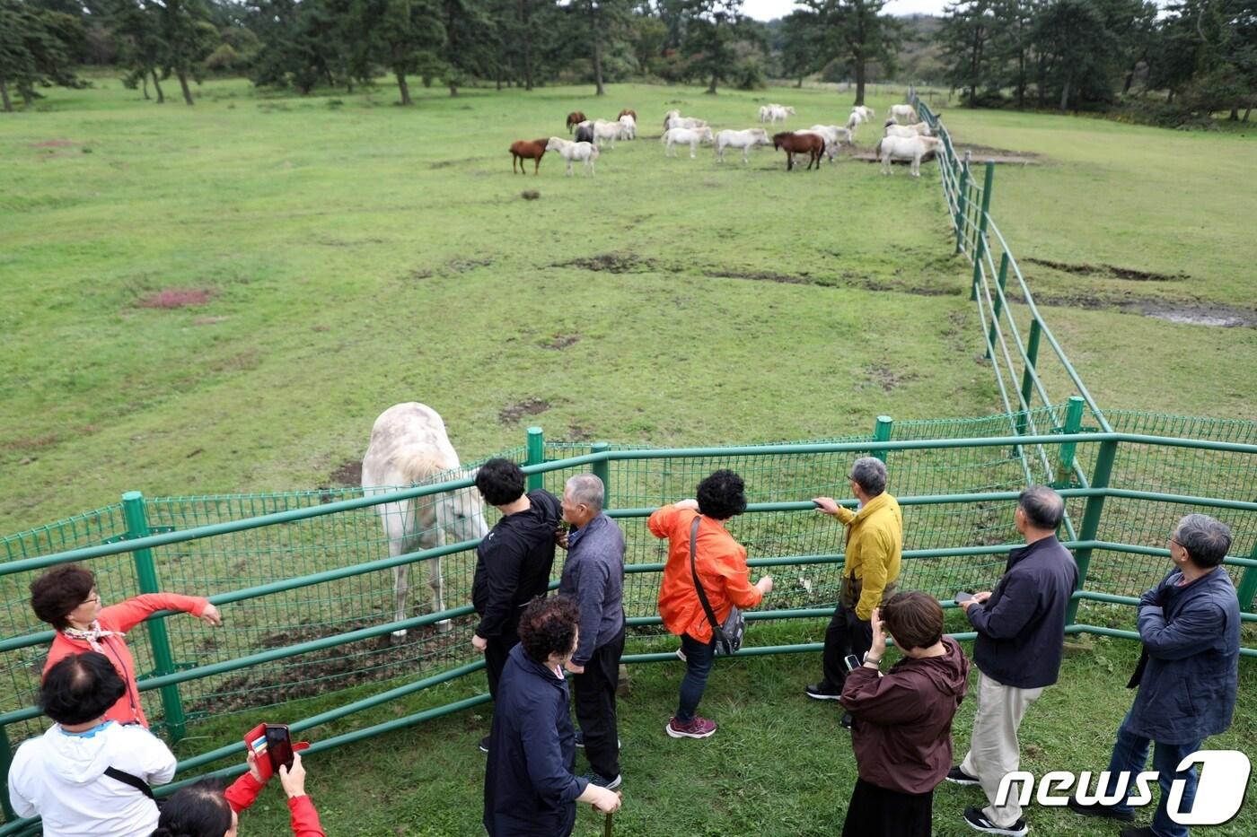 9일 오후 제주 5·16도로에 위치한 마방목지에서 방문객들이 천연기념물 347호 제주마를 관람하고 있다.2023.10.9/뉴스1 ⓒ News1 고동명 기자