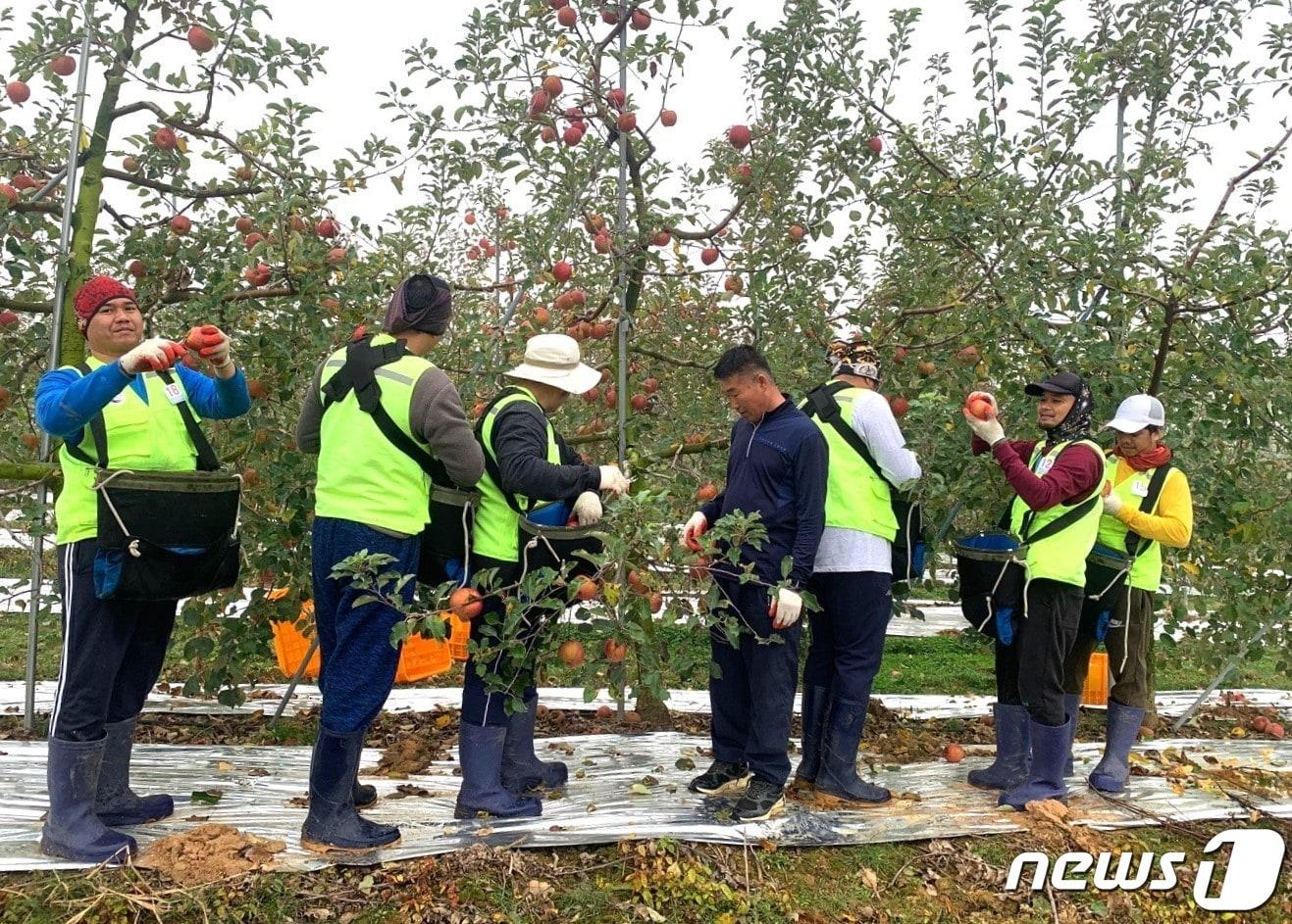 충북 보은군의 한 농가 사과농장에서 필리핀 계절근로자들이 일손을 돕고 있다. &#40;보은군 제공&#41; /뉴스1 