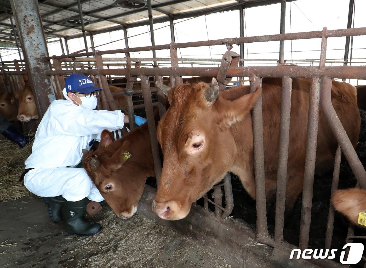 소 바이러스성 감염병인 &#39;럼피스킨병&#39; 백신 접종 자료사진. /뉴스1