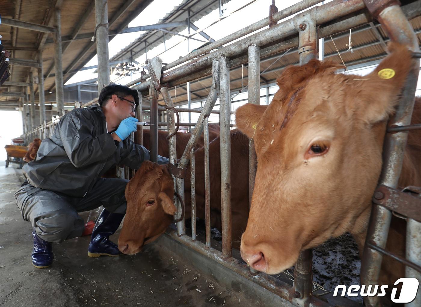 경남 창원시 의창구 대산면 한 축산 농가에서 소 바이러스성 감염병인 &#39;럼피스킨병&#39; 백신 접종이 이뤄지고 있다. 2023.11.1/뉴스1 ⓒ News1 윤일지 기자