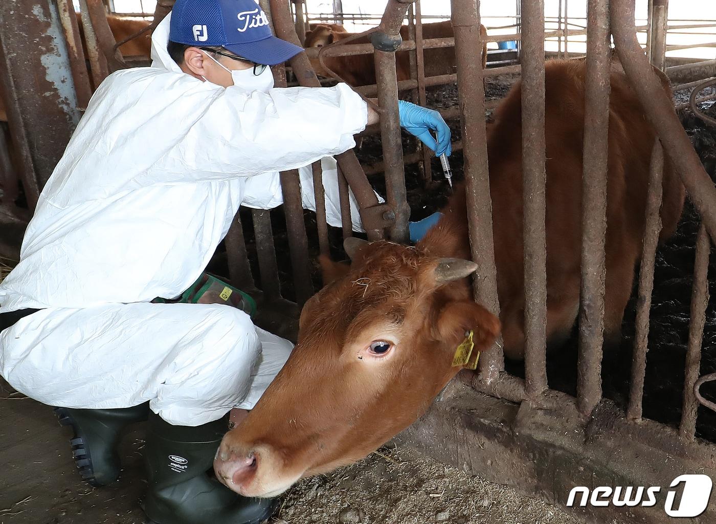 경남 창원시 의창구 대산면 한 축산 농가에서 소 바이러스성 감염병인 &#39;럼피스킨병&#39; 백신 접종이 이뤄지고 있다. 2023.11.1/뉴스1 ⓒ News1 윤일지 기자