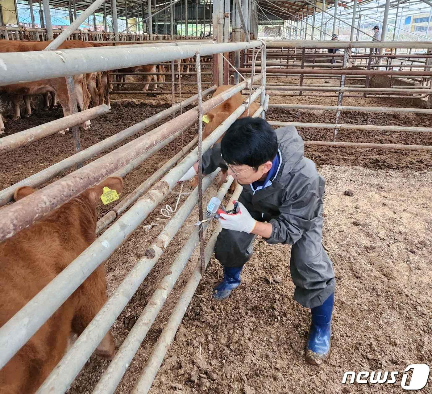 전남 장성군이 지역 내 모든 사육 소를 대상으로 럼피스킨병 백신 접종을 하고 있다.&#40;장성군 제공&#41;2023.11.1./뉴스1