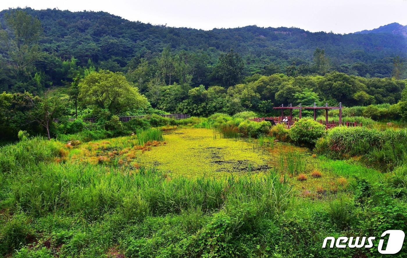 전북 고창군은 운곡람사르습지가 전북도 생태관광지 육성사업 시·군평가에서 최우수등급을 받았다고 1일 밝혔다. 운곡습지 생태연못&#40;고창군 제공&#41;2023.11.1/뉴스1 