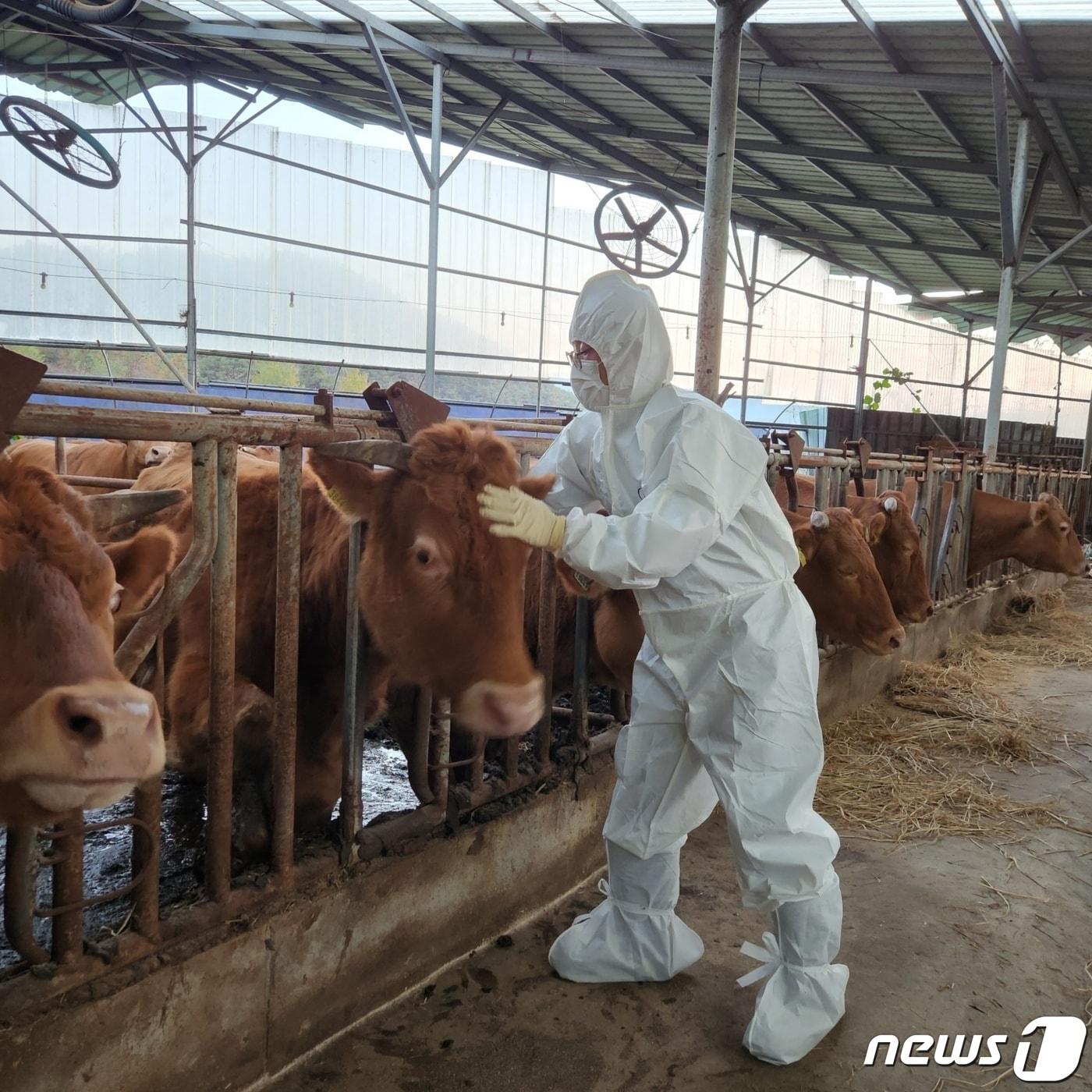 금산군의 럼피스킨병 백신 접종요원이 지난달 31일 제원면 일원 농가에서 백신 접종을 하고 있다.&#40;금산군 제공&#41;/뉴스1 