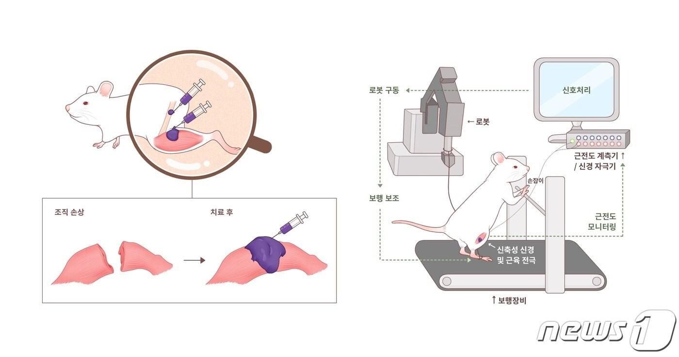 주사 주입형 조직 보철용 전도성 하이드로젤 소재를 통한 보행 재활 훈련.&#40;IBS 제공&#41;/뉴스1