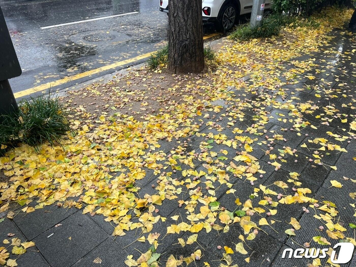 서울 용산구 남영역 인근 대로변에 떨어져 있는 낙엽이다. /뉴스1 임윤지 기자