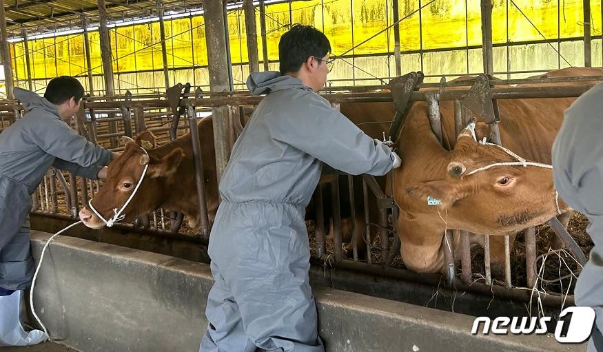 신안군 압해읍 농가에서 럼피스킨 백신 접종을 하고 있다. &#40;신안군 제공&#41;/뉴스1 