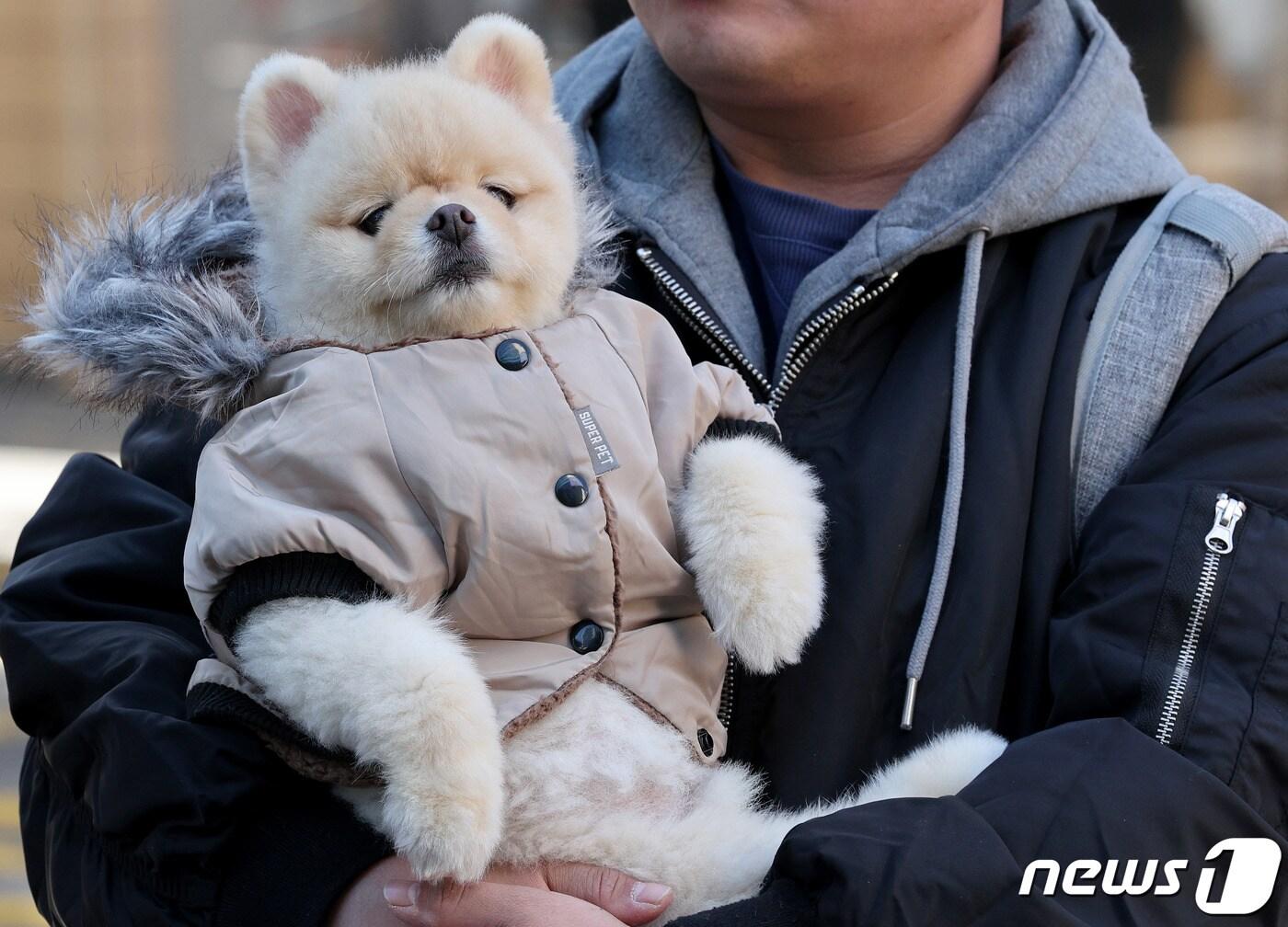 점퍼를 입은 강아지가 주인 품에 안겨 있다. ⓒ News1 장수영 기자