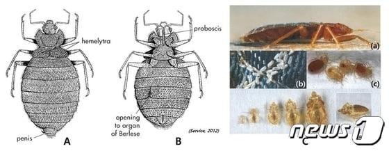 빈대 형태적 특성&#40;부산시청 제공&#41;