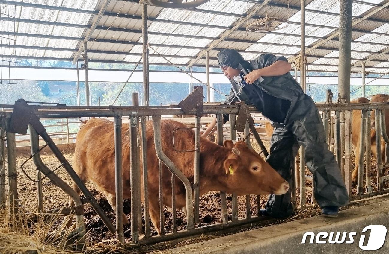 전국에서 가장 많은 소를 사육하고 있는 전북 정읍시가 럼피스킨 유입 차단을 위해 총력을 기울이고 있는 가운데 현재까지 발생건수 &#39;0&#39;을 기록하고 있다.&#40;정읍시 제공&#41;2023.11.13/뉴스1 