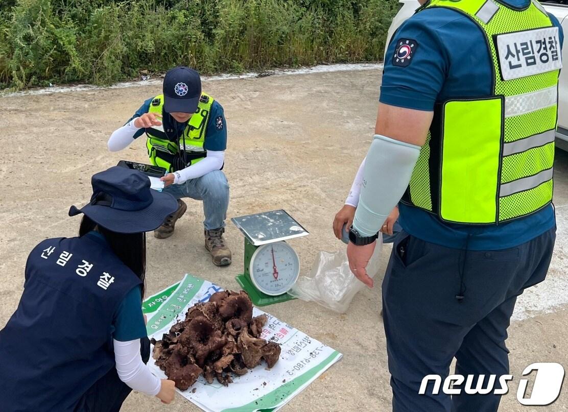 북부지방산림청이 최근 경기와 강원 영서지역에서 산림 불법행위 단속을 벌였다. &#40;북부지방산림청 제공&#41; 2023.11.13/뉴스1