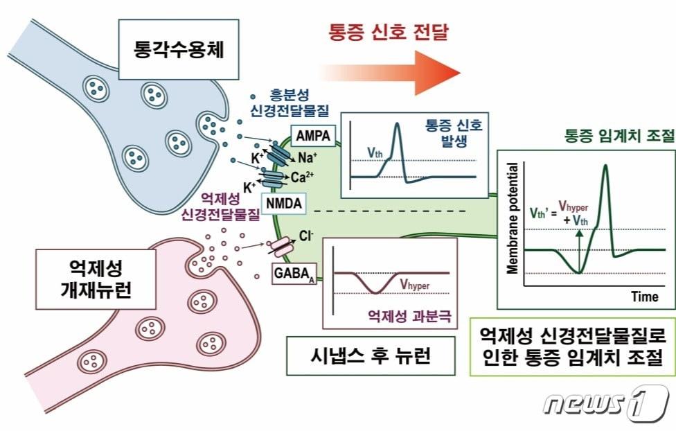 흥분성 및 억제성 신경전달물질로 인한 통각수용체의 동작 모식도.&#40;KAIST 제공&#41;/뉴스1