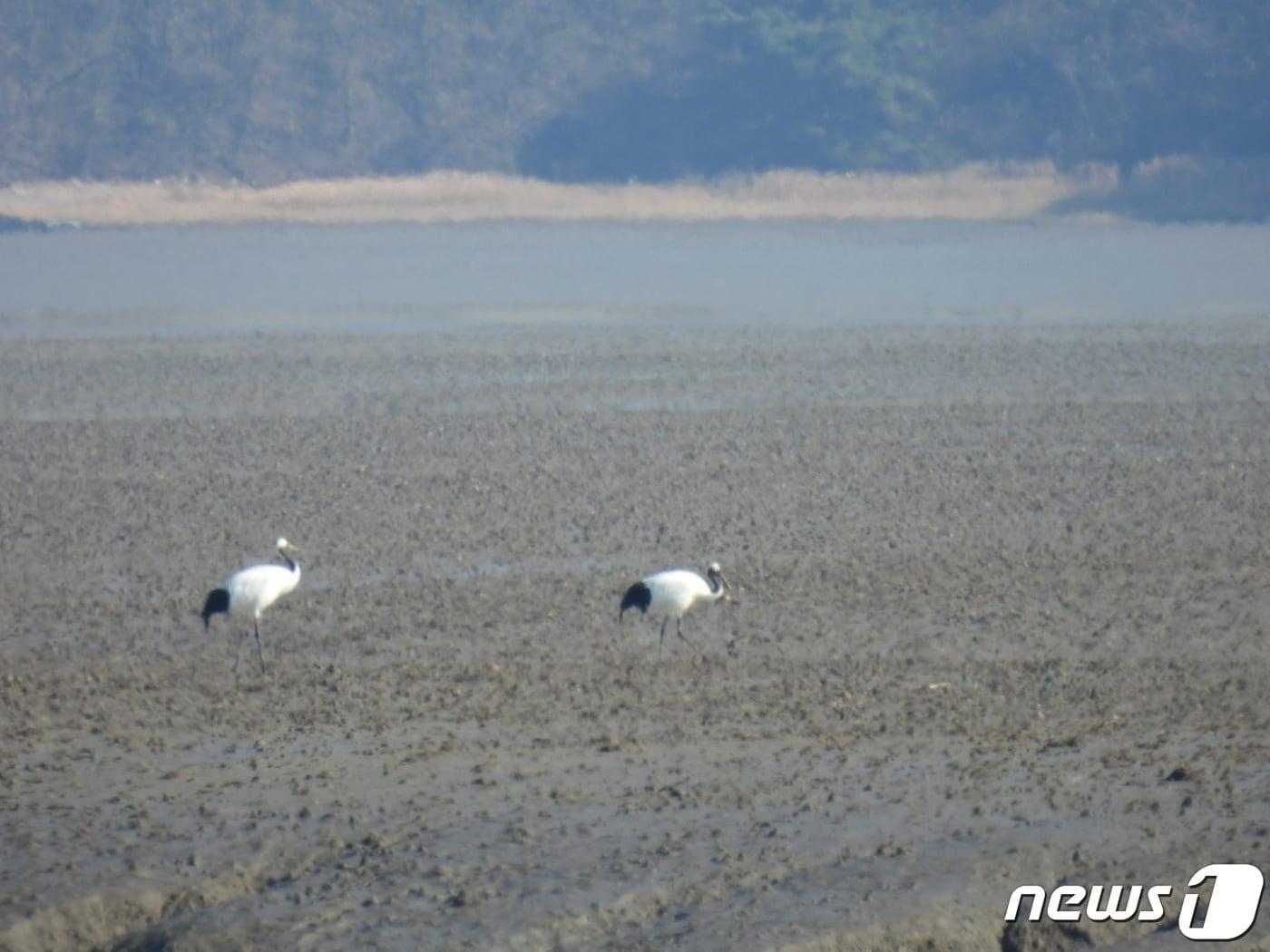 인천시 강화군 남단 갯벌/뉴스1