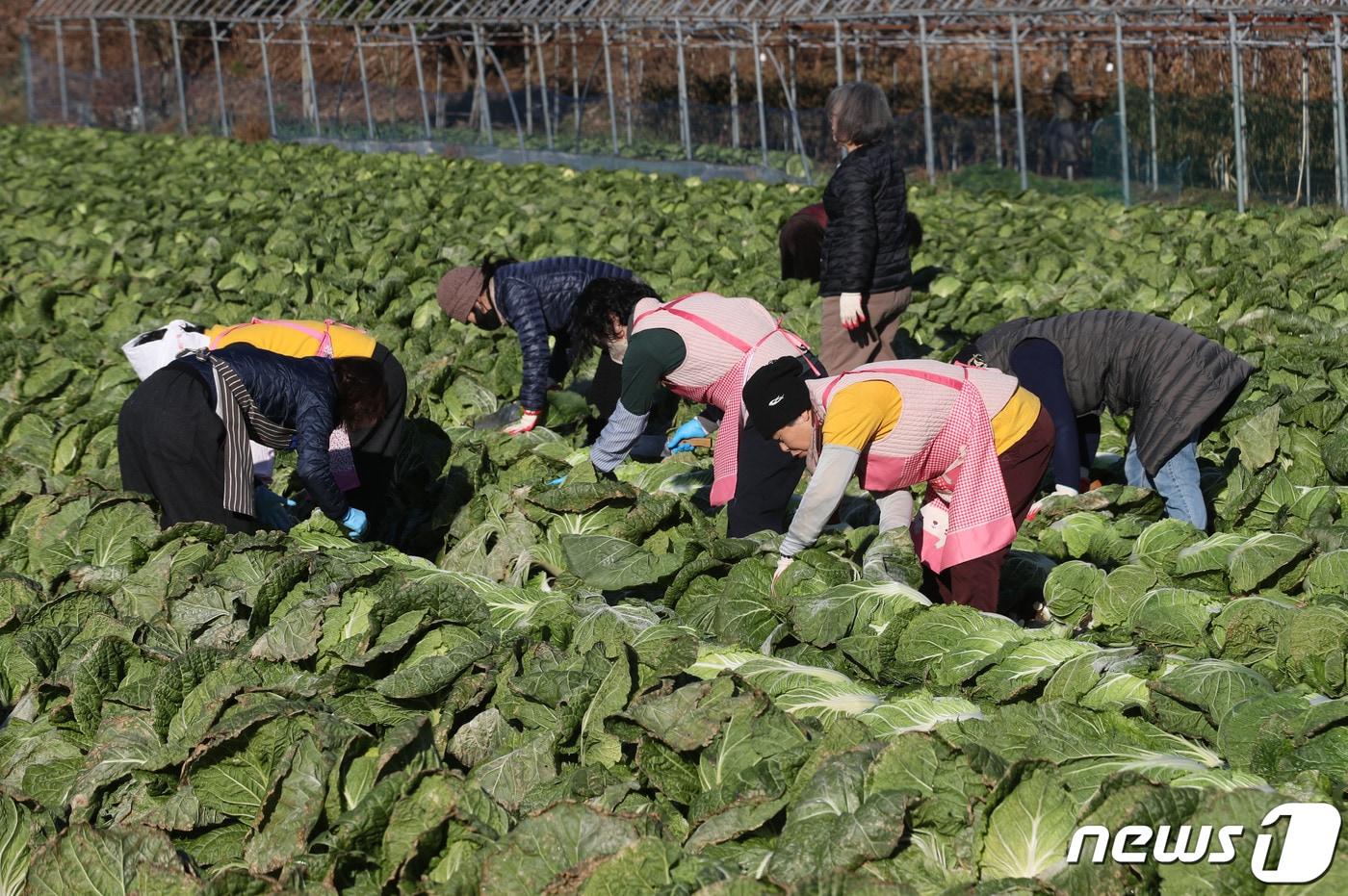 사지은 이해를 돕기 위한 것으로, 기사내용과 직접관련 없음. ⓒ News1 