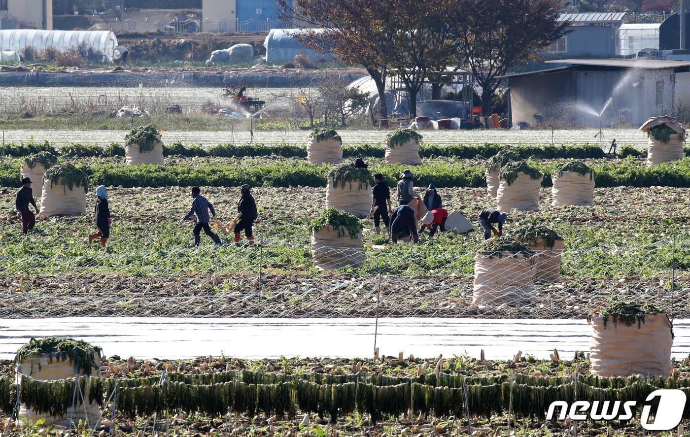 절기상 소설&#40;小雪&#41;을 하루 앞둔 21일 오후 낮 기온이 크게 오르며 포근한 날씨를 보인 가운데 경북 고령군 개진면 들녘에서 농민과 외국인 계절근로자들이 단무지용 무를 수확하고 있다. 2023.11.21/뉴스1 ⓒ News1 공정식 기자