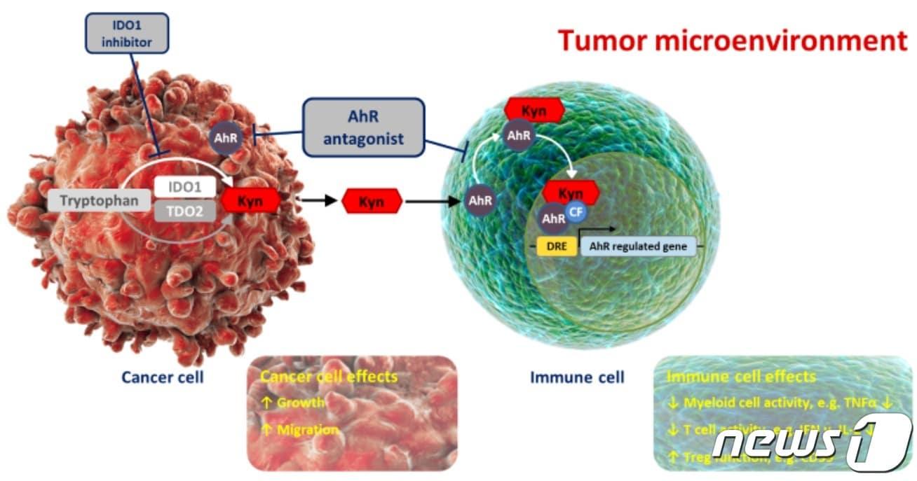 종양미세환경에서 AhR 길항제의 역할.&#40;동아에스티 제공&#41;/뉴스1 ⓒ News1