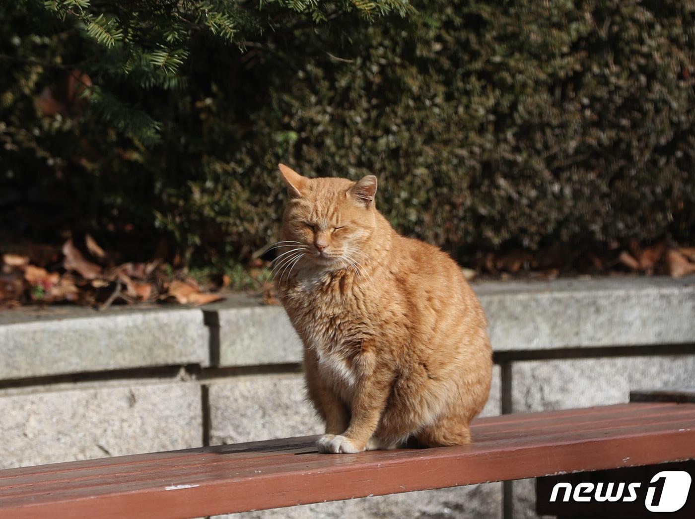 경기 의왕시의 한 거리에 길고양이가 양지바른 곳에 앉아 졸고 있다. 2023.11.29/뉴스1 ⓒ News1 김영운 기자