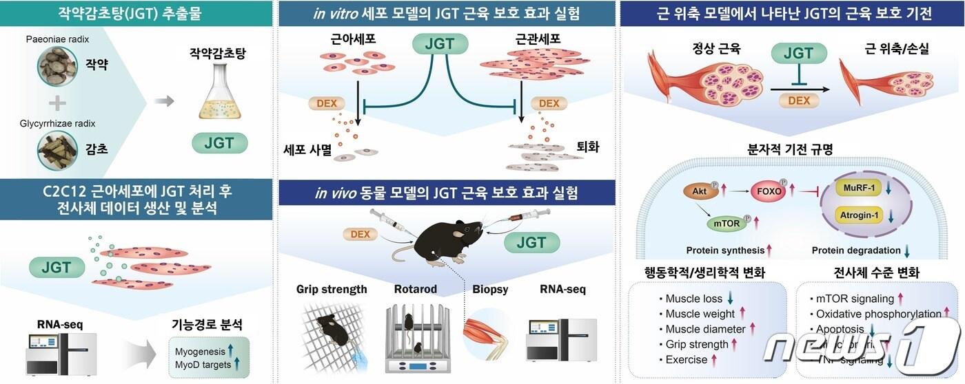 연구 모식도.&#40;한의학연구원 제공&#41;/뉴스1