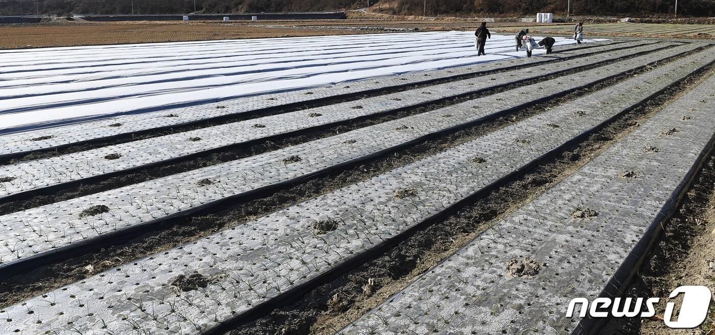 경남 거창군 가북면 용산리의 한 양파밭.&#40;사진은 기사 내용과 무관함&#41; / 뉴스1 ⓒ News1 