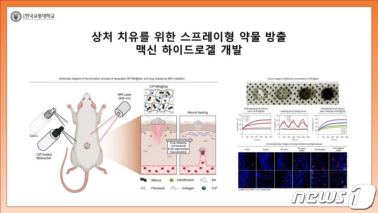 30일 한국교통대와 서울대 연구팀이 상처 치유를 위한 맥신 하이드로젤을 개발했다고 밝혔다. 사진은 상처 치유 실험도.&#40;교통대 제공&#41;2023.11.30/뉴스1 