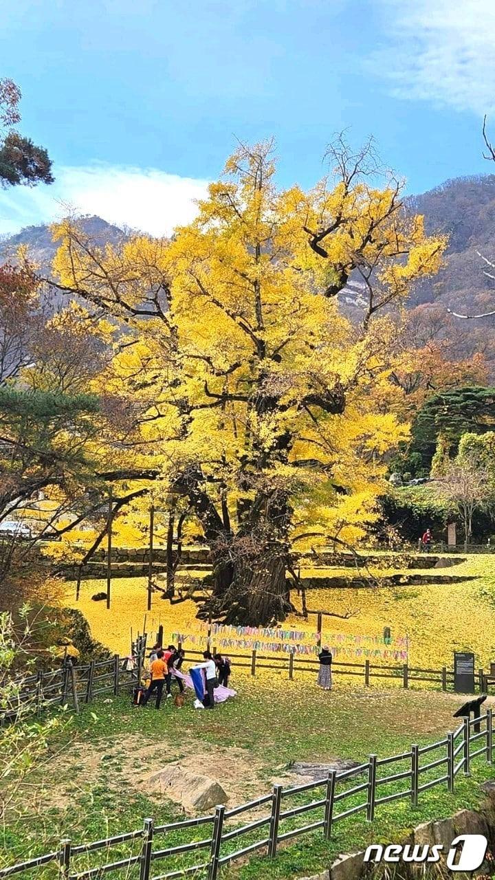 충북 영동군 양산면 소재 영국사 은행나무가 천태산 자락에서 노란 단풍으로 곱게 물들면서 자태를 뽐내고 있다./뉴스1 