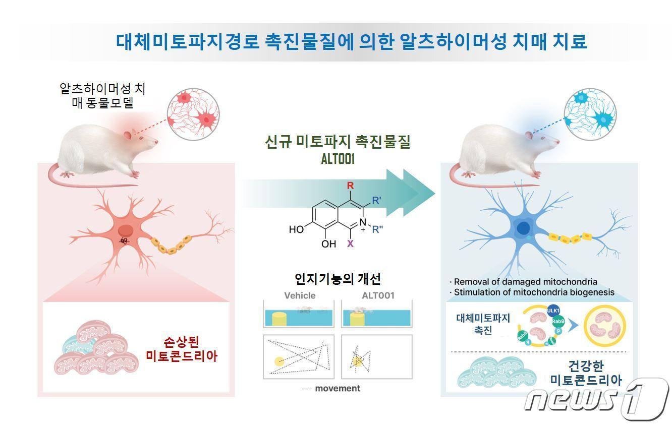  대체미토파지경로 촉진물질에 의한 치매치료&#40;동아대 제공&#41;