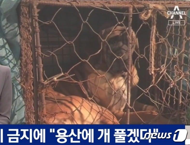  대한육견협회가 30일 오후 용산 대통령 집무실 앞에서 &#39;개식용 입법 반대&#39;시위를 위해 데려온 개. &#40;채널 A 갈무리&#41; ⓒ 뉴스1