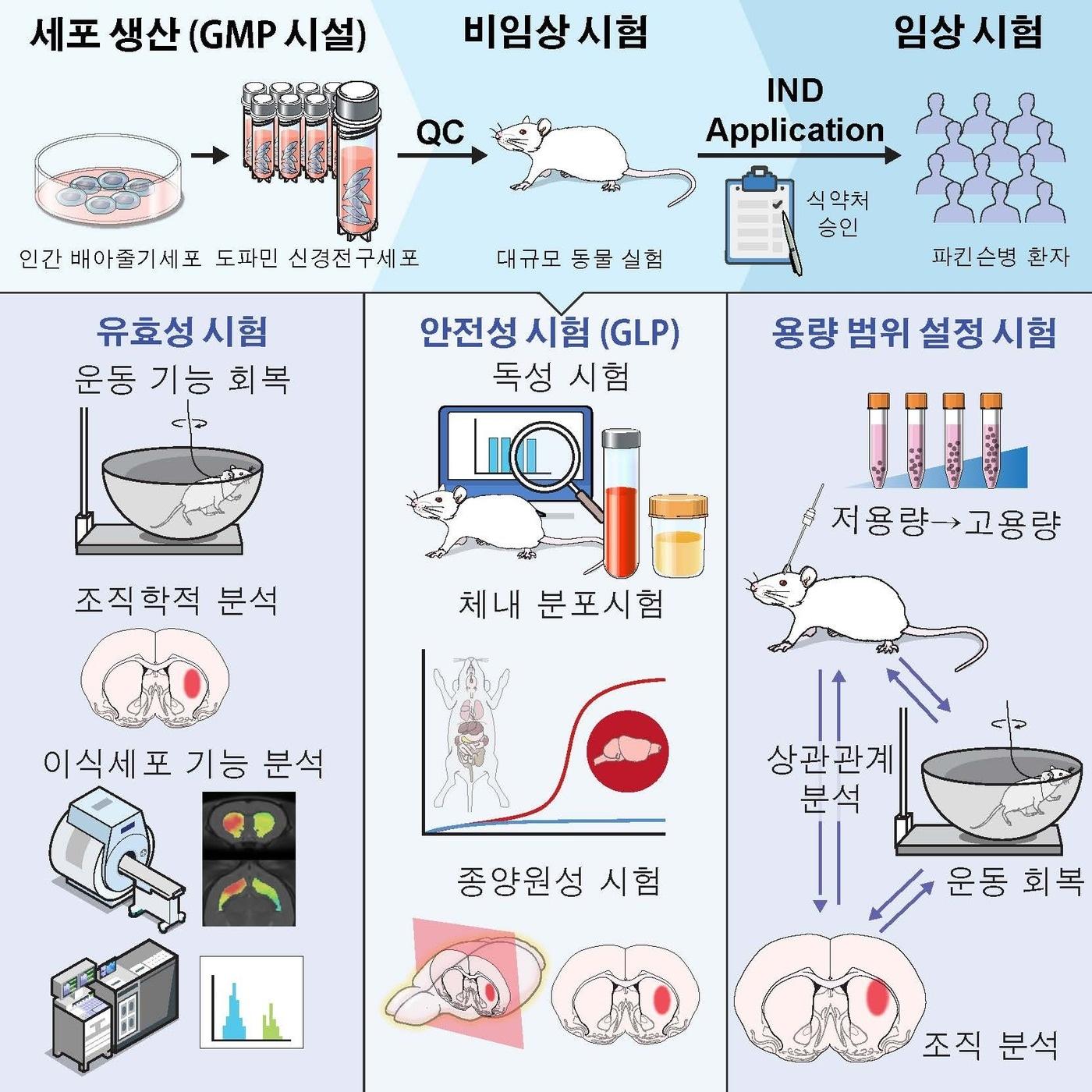 임상용 배아줄기세포로부터 임상 등급의 중뇌 특이적 도파민 신경전구세포를 생산&#40;분화&#41;하는 연구 과정. &#40;세브란스병원 제공&#41;