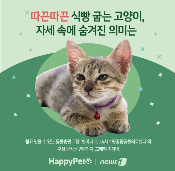 고양이 식빵 자세 펫카드