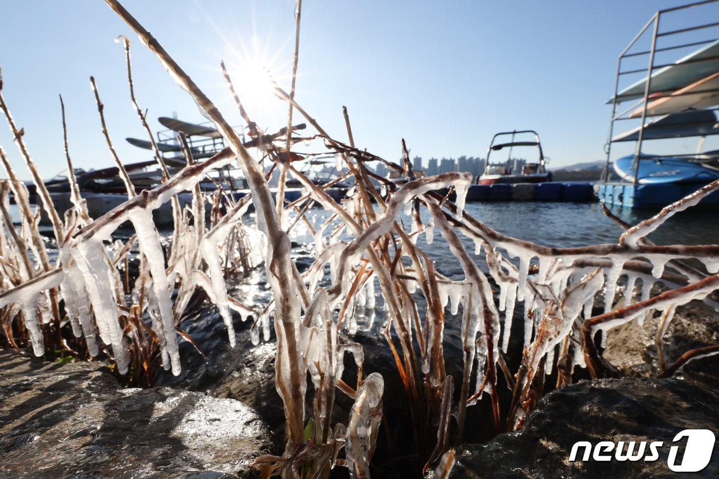 서울 광진구 뚝섬한강공원 주변 나뭇가지에 고드름이 매달려 있다. 2023.12.17/뉴스1 ⓒ News1 허경 기자