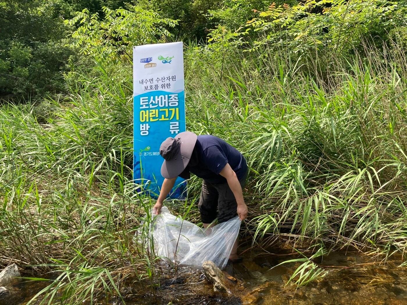 경기도해양수산자원연구소가 지난해 가평군에 방류한 버들치 치어들이 잘 정착한 것으로 확인됐다.&#40;경기도해양수산자원연구소 제공&#41;