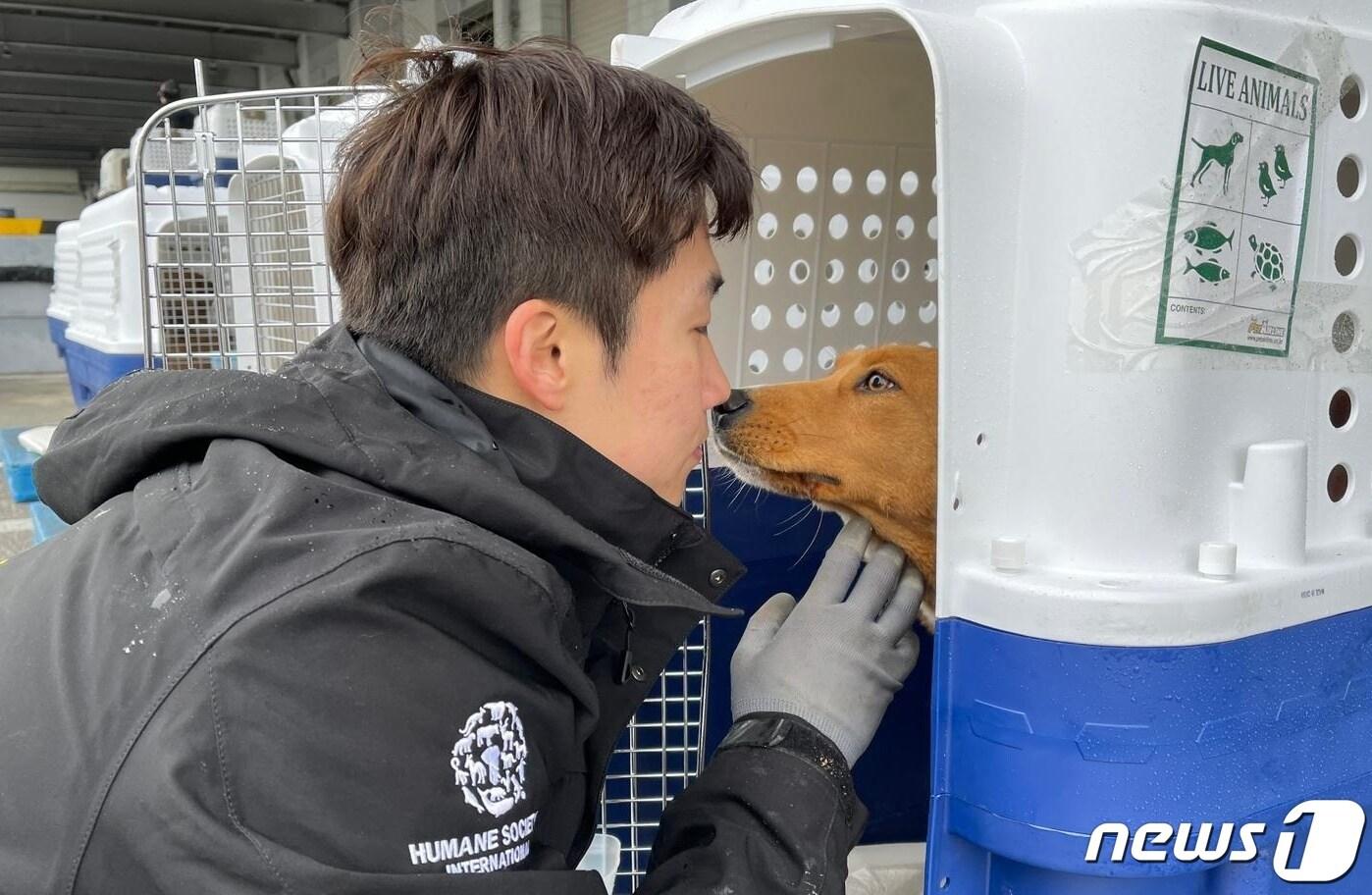 한국HSI는 개농장에서 구조한 개들을 미국으로 이송했다.&#40;한국HSI 제공&#41; ⓒ 뉴스1