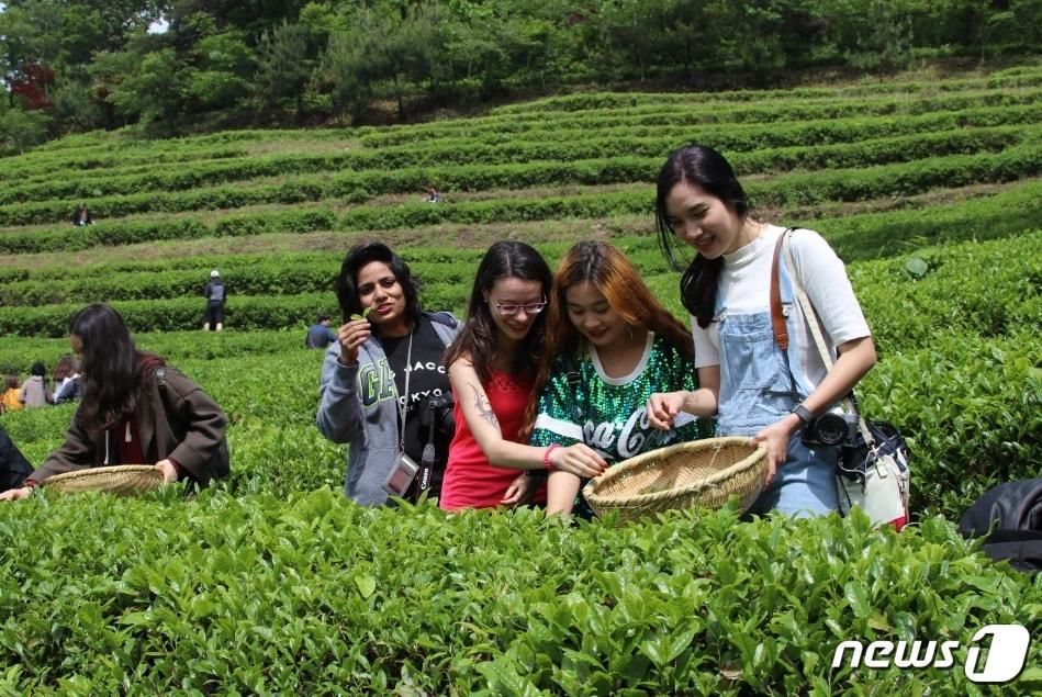  보성다향대축제’에서 외국인 관광객들이 보성 차를 직접 만들고 있다.&#40;보성군 제공&#41;2023.12.20/