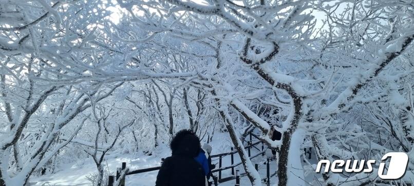 최근 내린 눈으로 23일 전북 무주 덕유산 등산로가 아름다운 설경을 자아내고 있다. 2023.12.23/뉴스1 ⓒ News1 김동규 기자