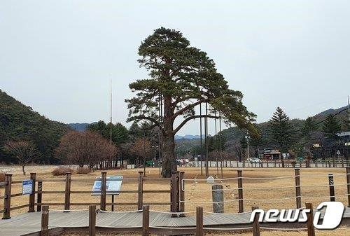 충북 보은군 속리산 초입에 위치한 정이품송 공원 일대 전경. /뉴스1  