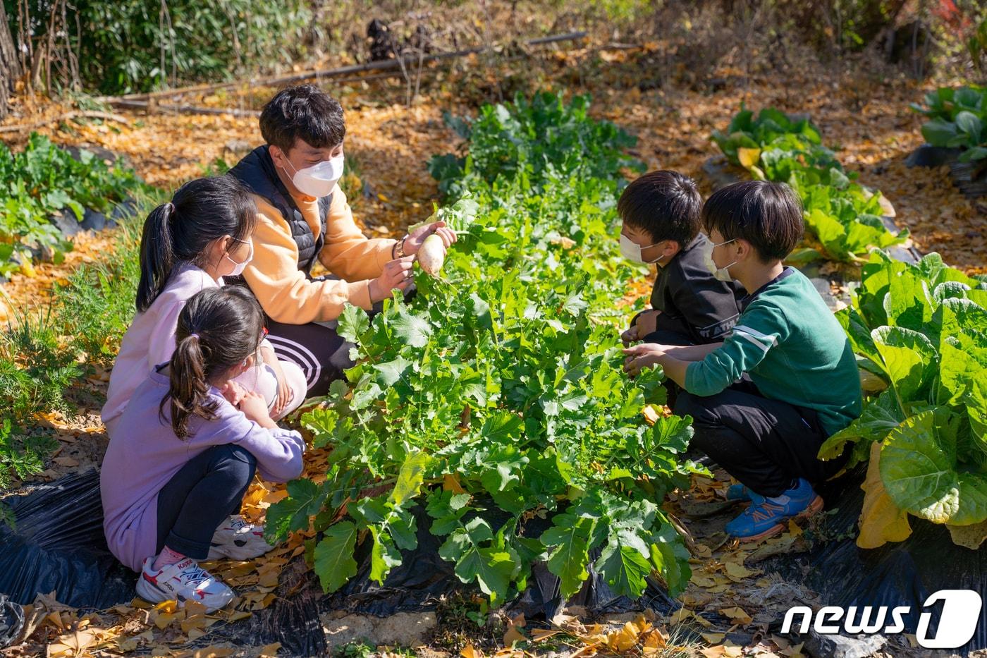 농촌유학 프로그램으로 강진 옴천초등학교에 온 학생들이 농촌 체험활동을 하고 있다.&#40;전남교육청 제공&#41;/뉴스1 ⓒ News1 박진규 기자