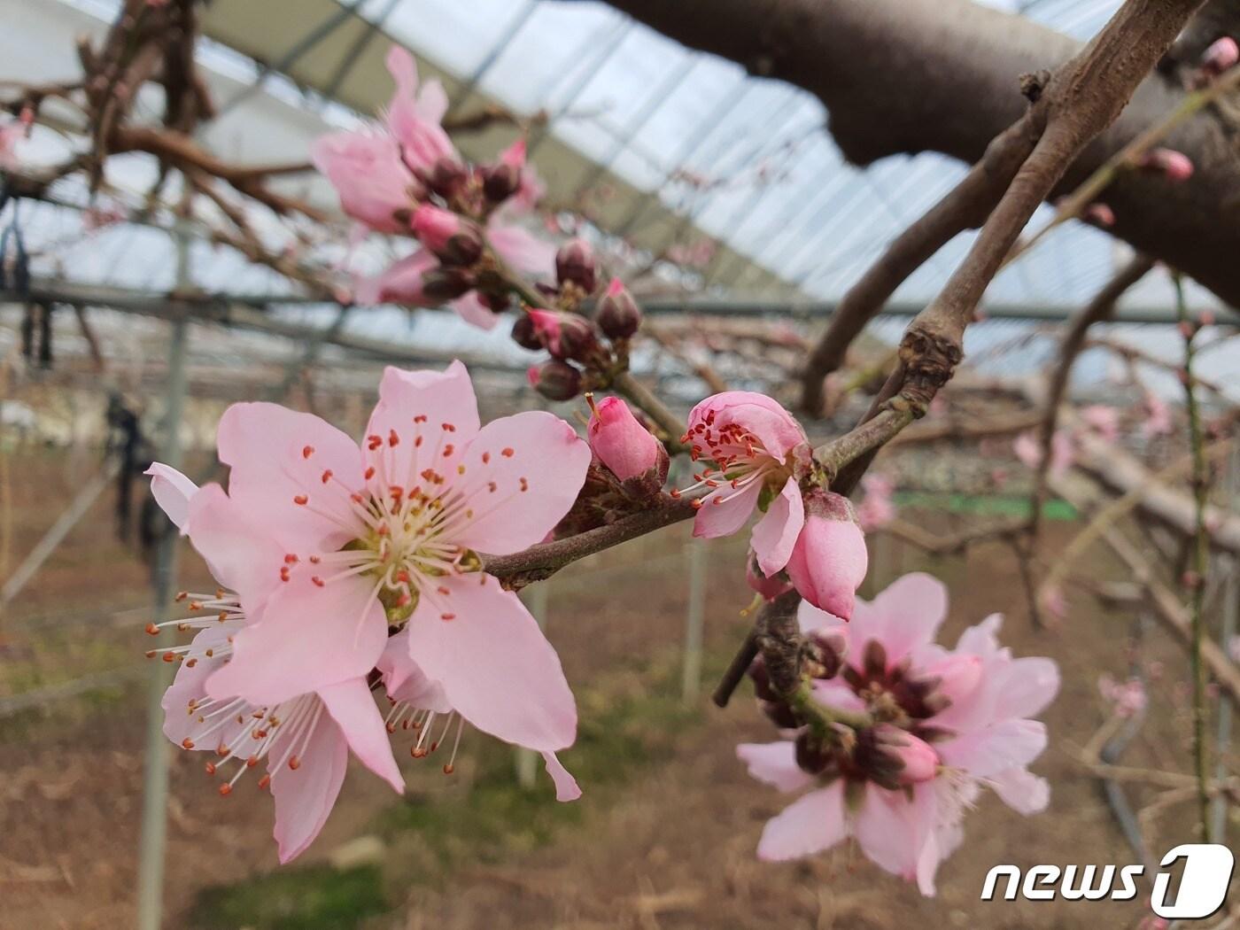 충북 영동군 황간면 금계리 박정기씨 복숭아밭에 복사꽃이 활짝 피었다. /뉴스1 