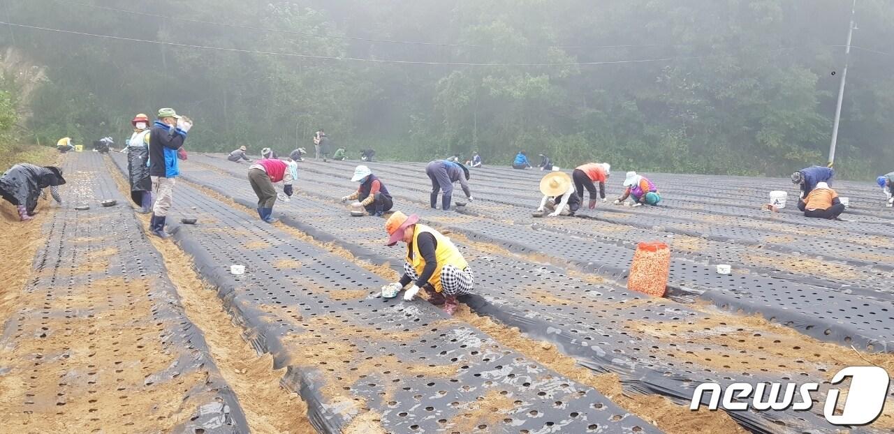 충북 청주시는 6월까지 &#39;일손이음 지원사업&#39; 참여자를 모집한다. 사진은 지난해 생산적 일자리사업 참여 모습.&#40;청주시 제공&#41;.2023.2.13/뉴스1