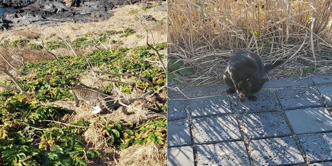 마라도에 서식하는 길고양이. &#40;문화재청 제공&#41; 