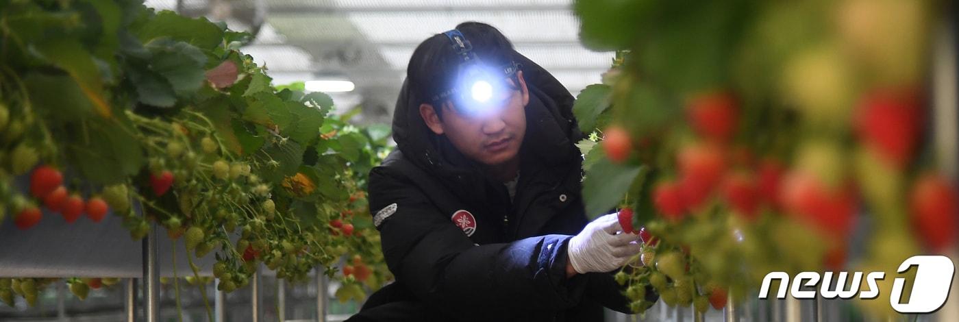 경남 거창군 거창읍 대평리 청년경영 실습 임대농장 딸기 하우스 &#39;될농&#39;&#40;농업으로 잘 될 놈들&#41;에서 청년 귀농인이 딸기를 수확하고 있다. &#40;거창군 제공&#41; 2023.2.2/뉴스1