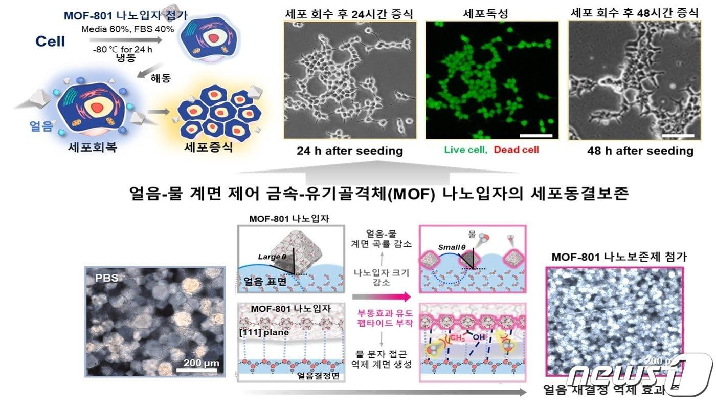 높은 생체적합성과 세포회복률을 가지며 대량생산이 가능한 동결 보존제의 구동원리 및 적용 분야 &#40;지스트 제공&#41;/뉴스1