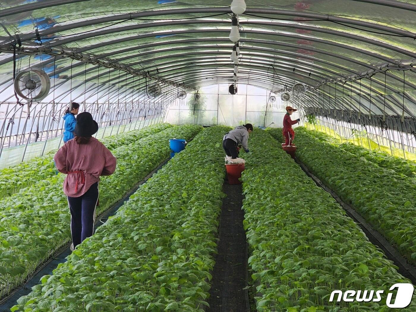 지난해 추부면 깻잎 농장에서 근무하는 외국인 계절근로자 모습.&#40;사진=금산군 제공&#41; 