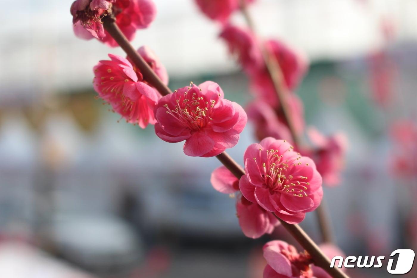 활짝 핀 홍매화. 원동매화축제 첫날은 낮기온 20도를 웃도는 따뜻한 날씨였다.  2023.3.11/뉴스1 송보현 기자