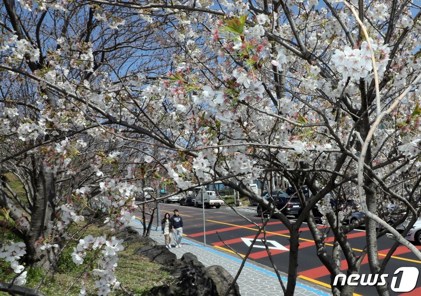 18일 오후 제주시 도두동 도두봉 인근에 벚꽃이 활짝 피어있다. 2023.3.18/뉴스1 ⓒ News1 고동명 기자