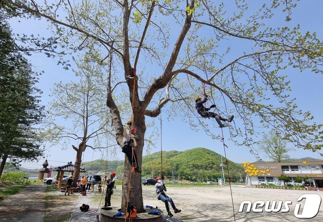 충북 괴산군이 운영하는 아보리스트&#40;Arborist·수목관리전문가&#41; 양성 교육과정 모습.&#40;괴산군 제공&#41; / 뉴스1