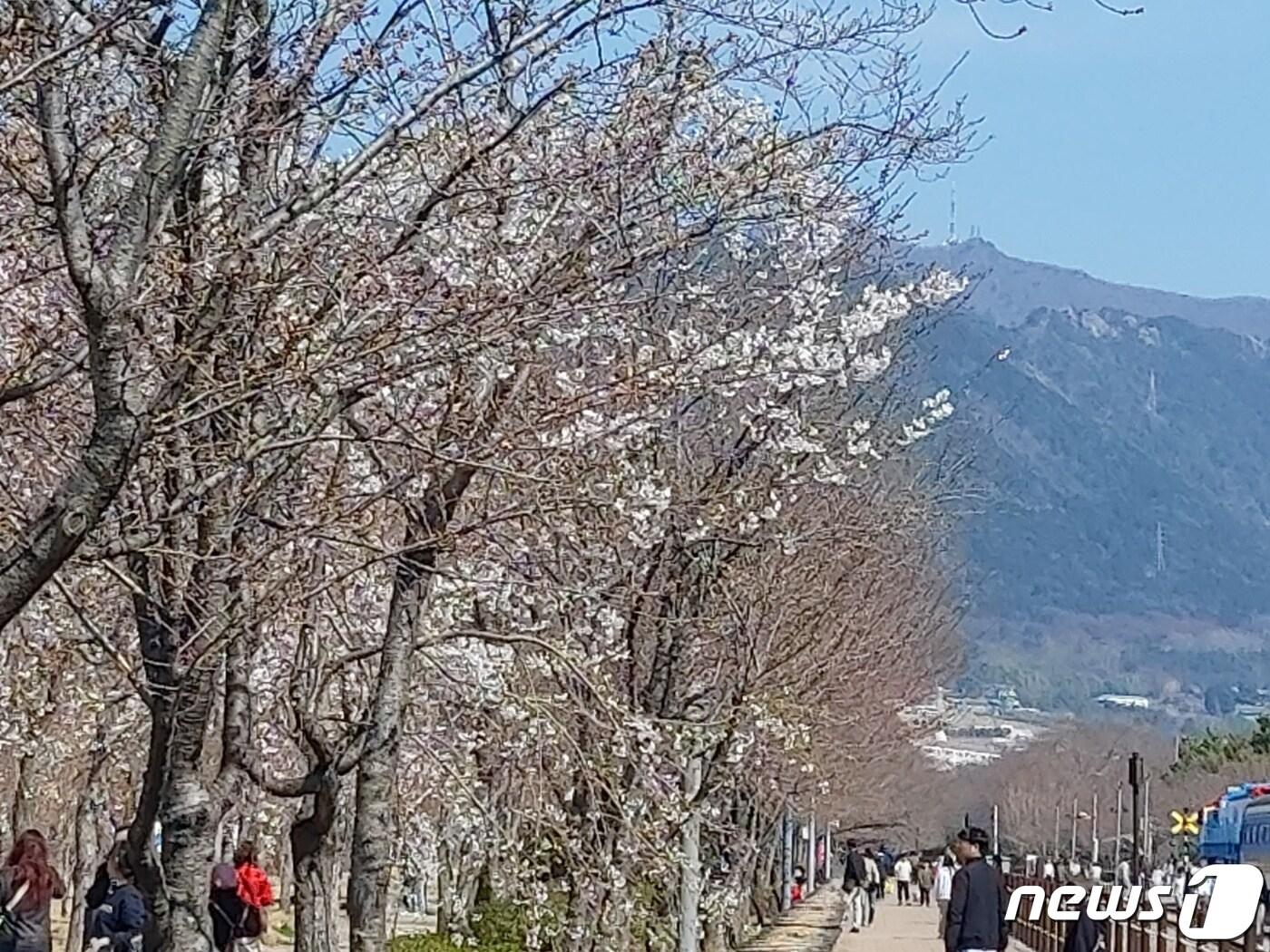 진해군항제를 사흘 앞둔 21일 경남 창원시 진해구 경화역 인근에 벚꽃나무가 개화해 꽃을 피우고 있다.2023.3.21/뉴스1 강정태 기자