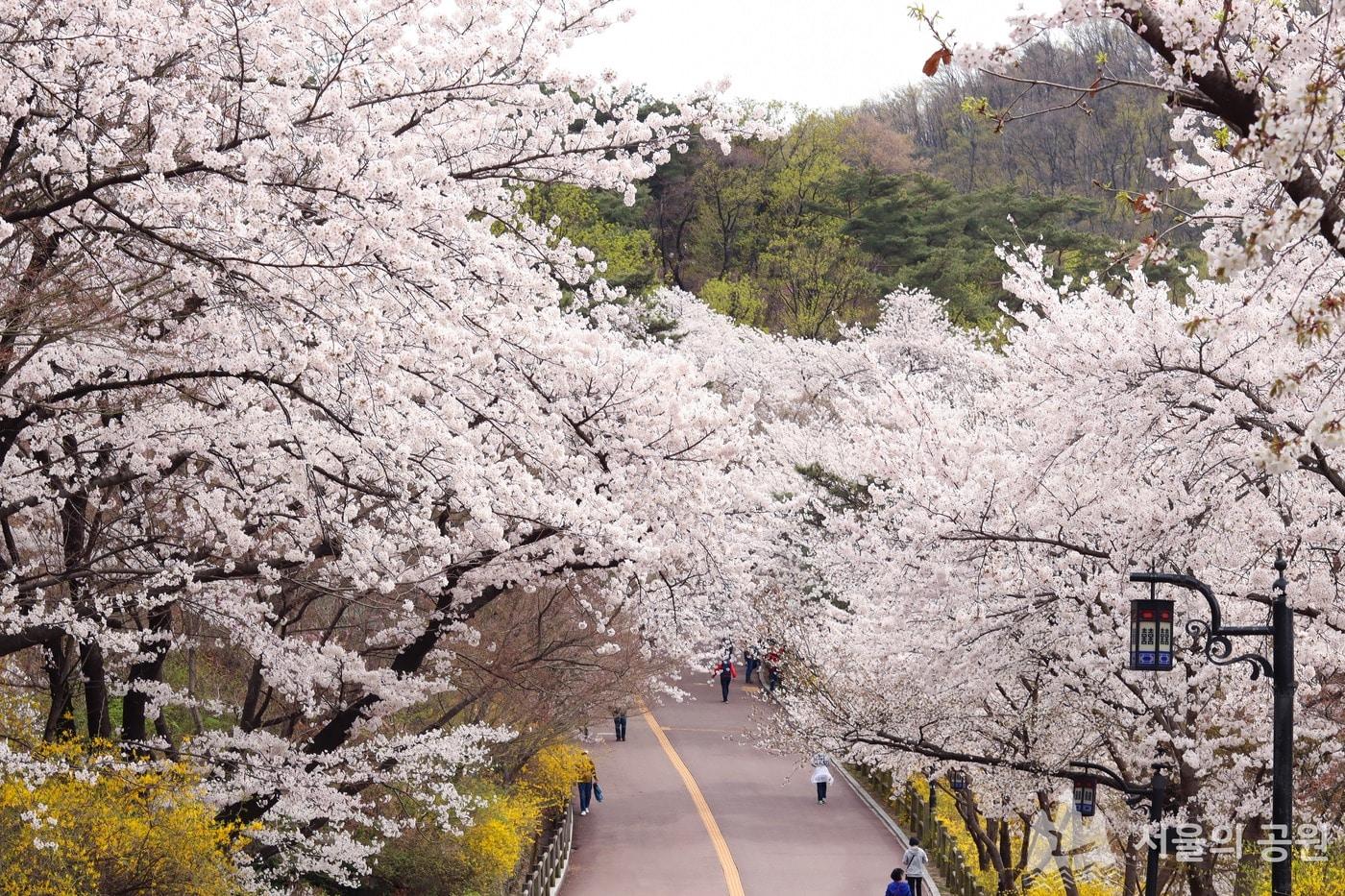 서울 남산 둘레길에 벚꽃이 피어 있다. &#40;서울시 제공&#41;