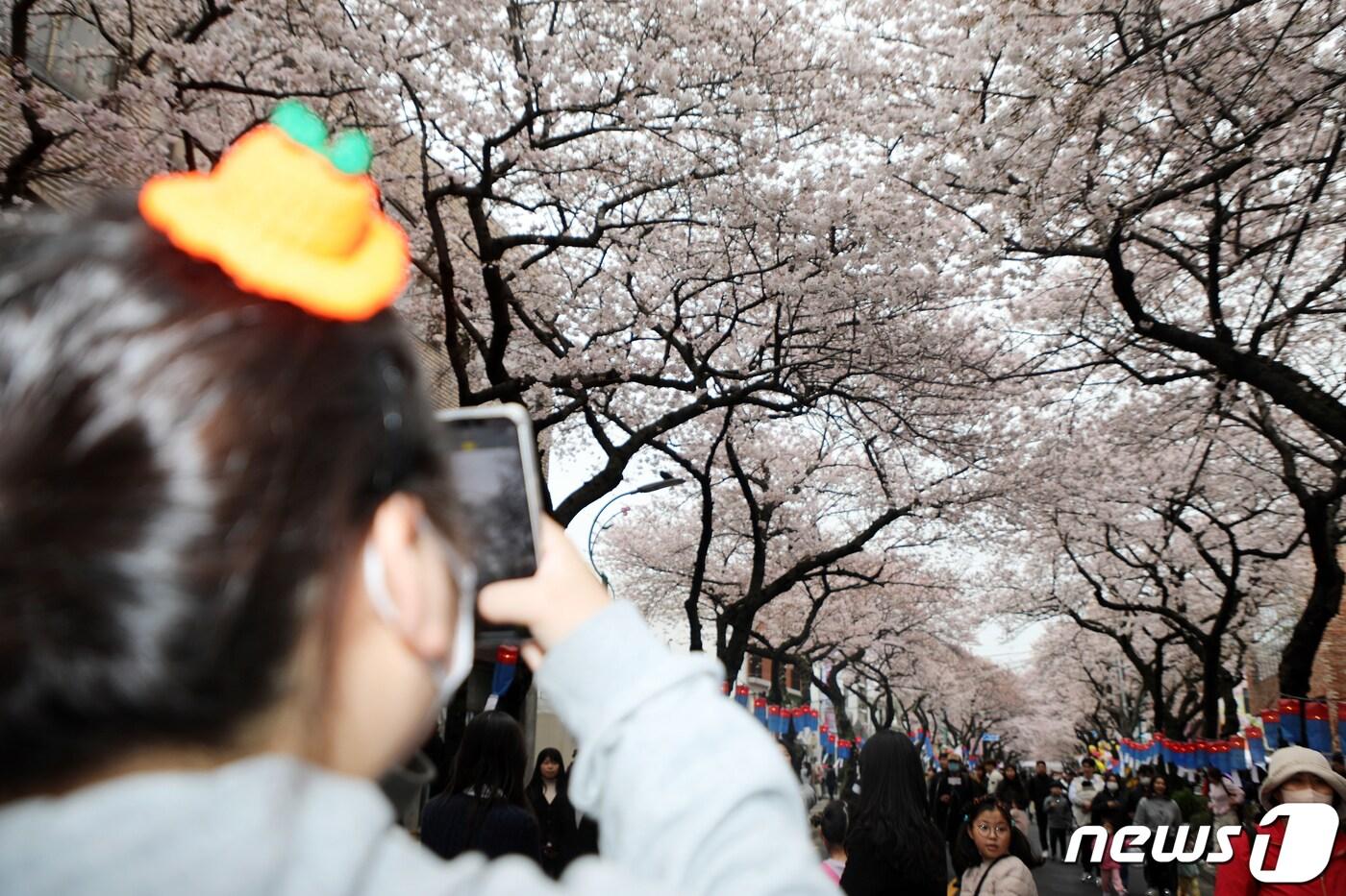 25일 오후 제주시 삼도1동 전농로 왕벚꽃 거리에서 &#39;제16회 전농로 왕벚꽃 축제&#39;가 열리고 있다.2023.3.25/뉴스1 ⓒ News1 오미란 기자